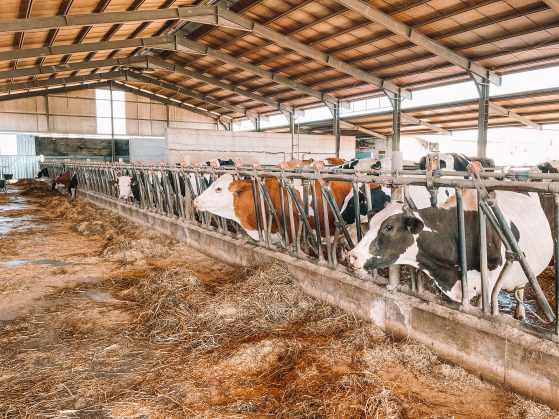 Allevamento bovino ubicato presso Masseria Le Pianelle - Martina Franca - Valle d'Itria