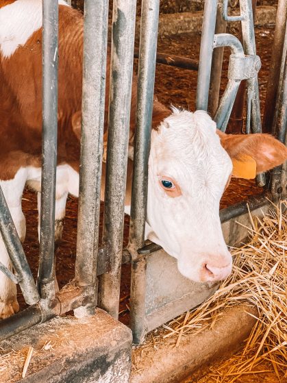 Allevamento bovino ubicato presso Masseria Le Pianelle - Martina Franca - Valle d'Itria