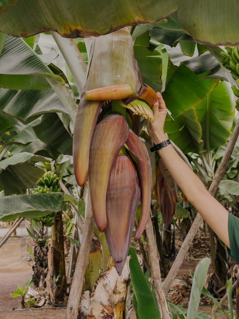 Bellota del platano canario a El mundo del platano, la piantagione di platano canario ad Arucas in Gran Canaria