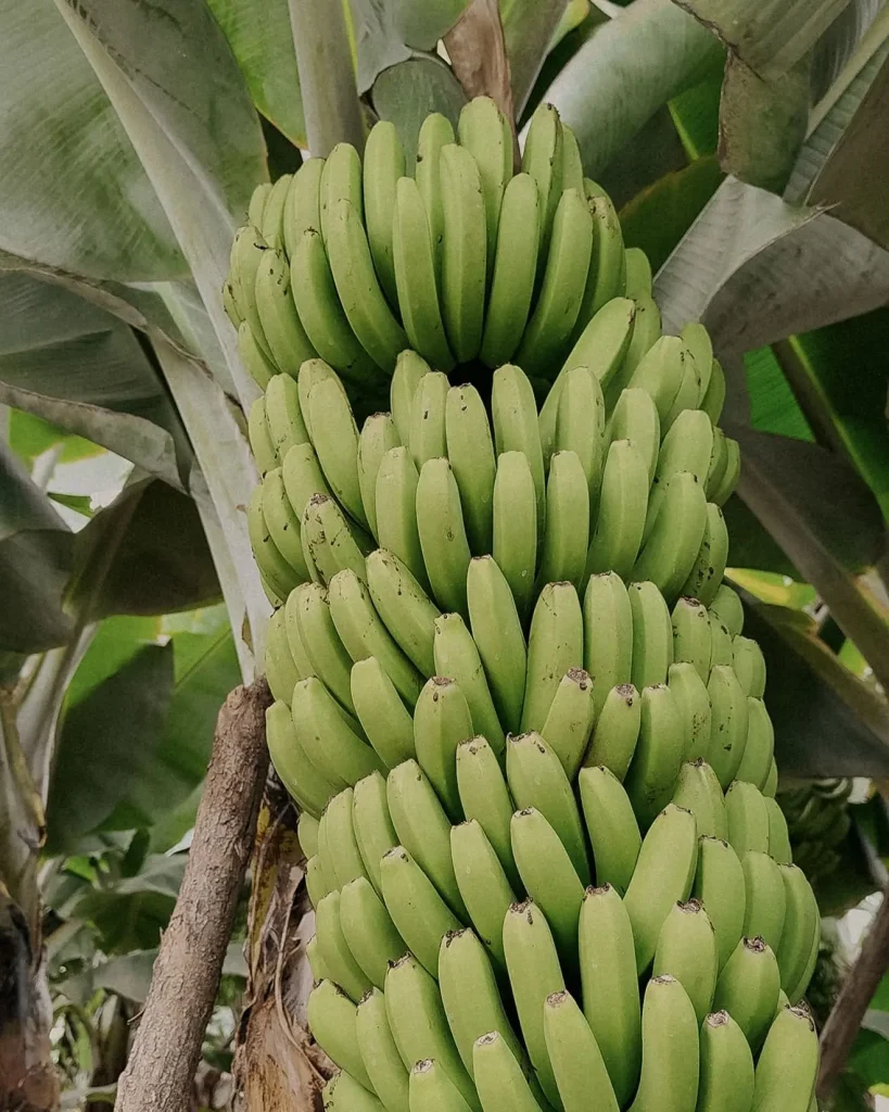 Casco di platano canario a El mundo del platano, la piantagione di platano canario ad Arucas in Gran Canaria