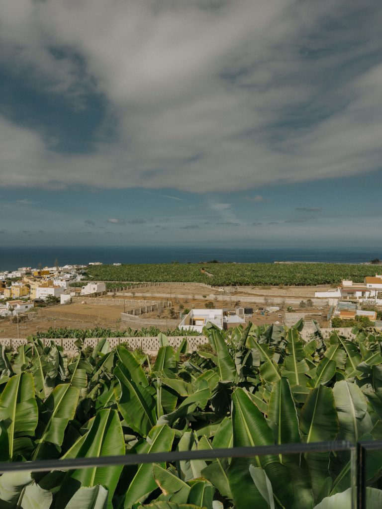 Piantagione di platano a El mundo canario ad Arucas in Gran Canaria