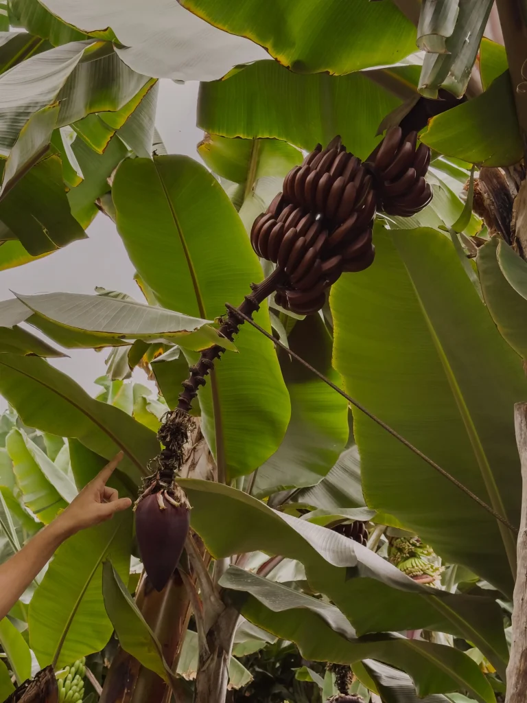 Platano rojo a El mundo del platano, la piantagione di platano canario ad Arucas in Gran Canaria