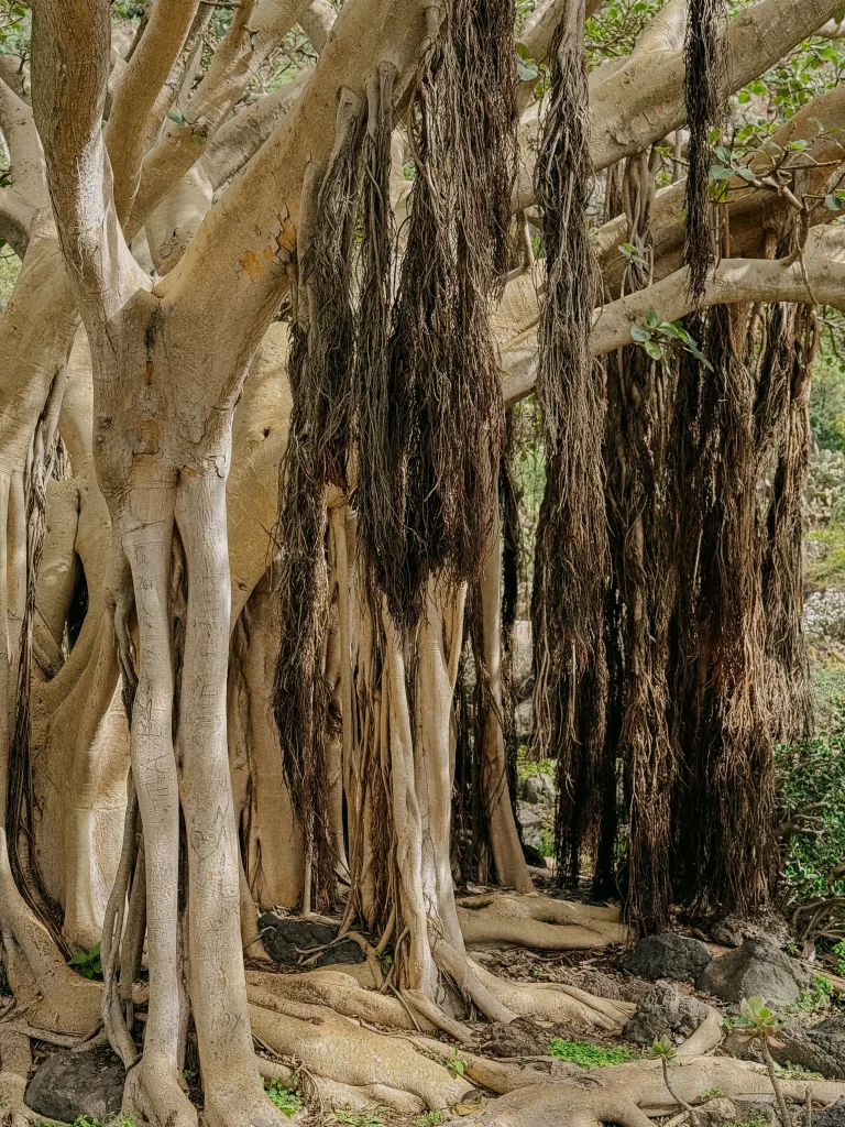 Albero antico nel giardino botanico di Las Palmas de Gran Canaria