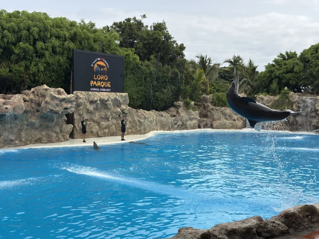 Show delfini Loro Parque Tenerife