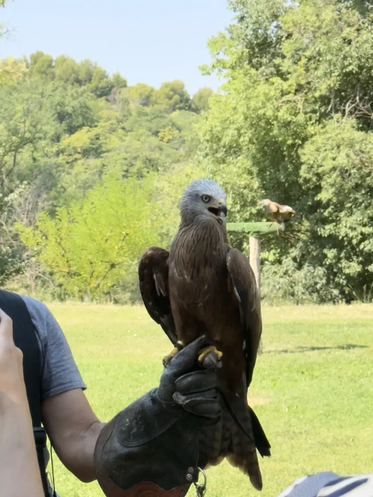 Aquila sul guanto del falconiere durante lo spettacolo dei rapaci