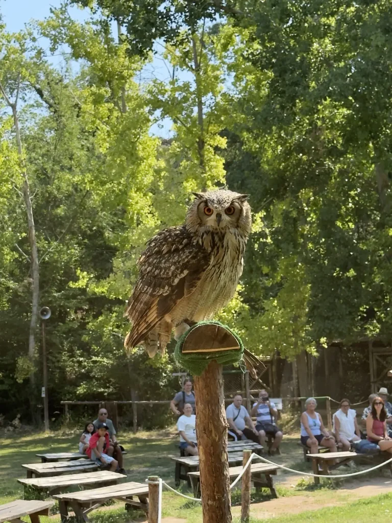 Gufo reale durante lo spettacolo dei rapaci al Monasterio de Piedra