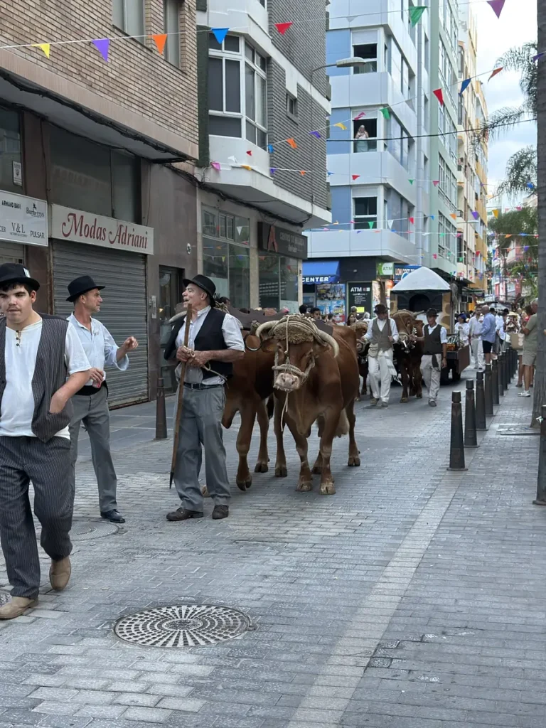 Romería a Gran Canaria: una coppia di buoi sfila tra i palazzi di Las Palmas durante la Romería-Ofrenda