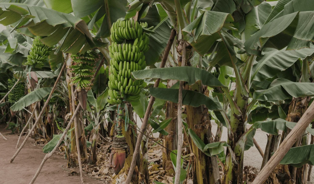 El mundo del platano, la piantagione di platano canario ad Arucas in Gran Canaria