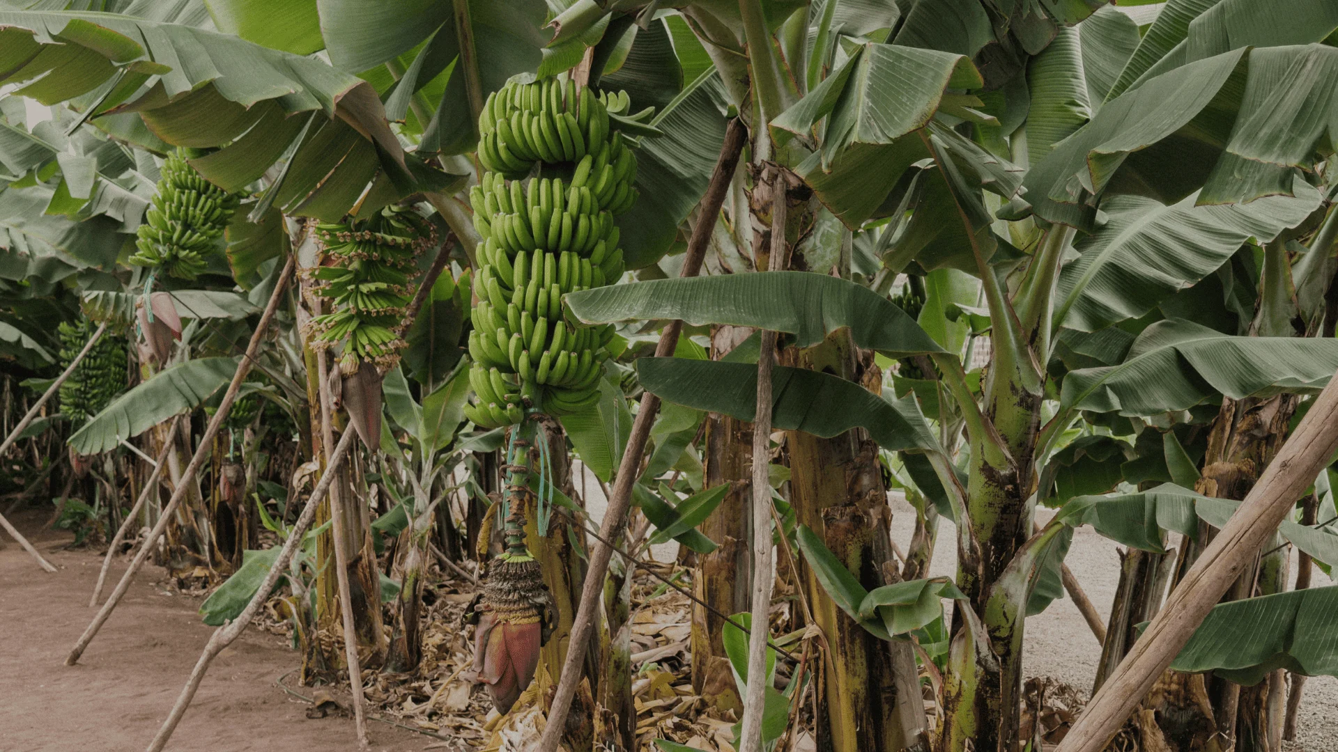 El mundo del platano, la piantagione di platano canario ad Arucas in Gran Canaria